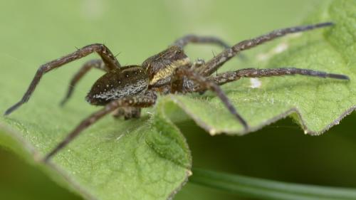 Dolomedes sp.